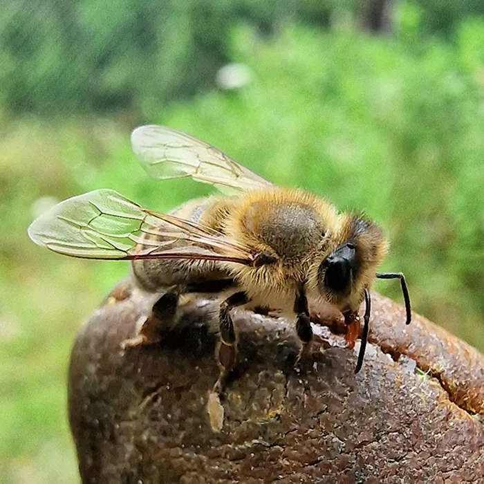 Imkerei Jacob S Er Genuss Aus Der Natur