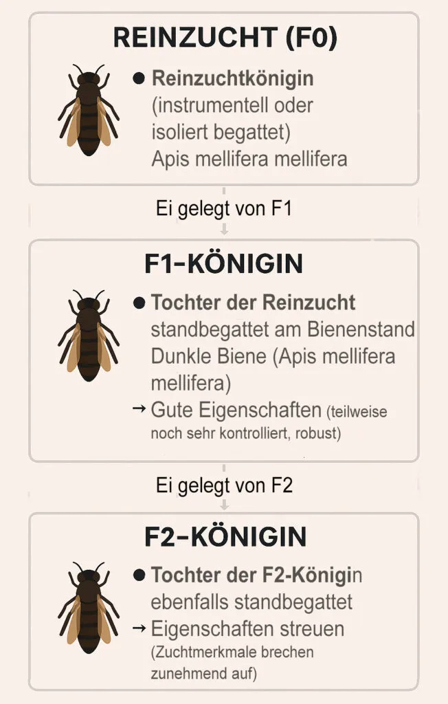 Königinnenzucht F0