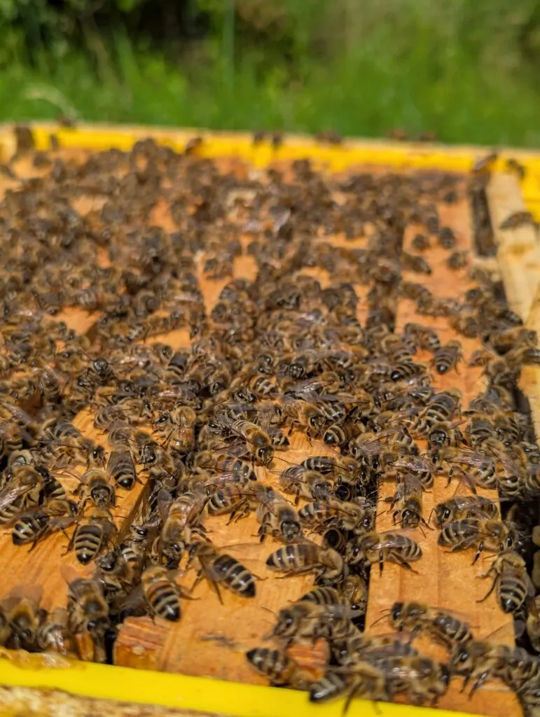 Bienen Brutpflege